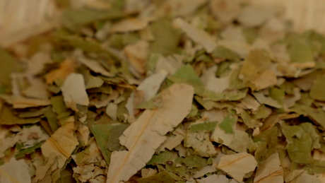 荷叶茶能去除水分吗？