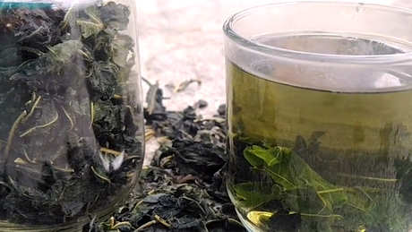 饮用桑叶泡水的禁忌