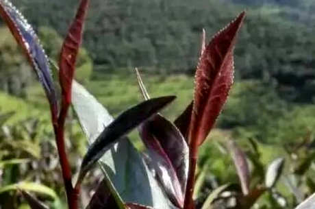 紫娟茶的口感特点