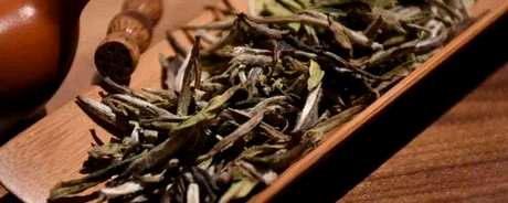 福安大白茶的特点