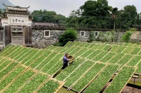 福安大白茶的特点