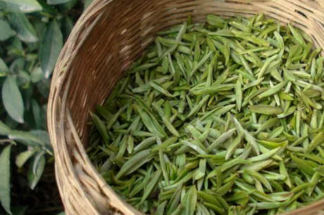 舒茶早茶的特点是什么？