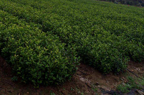 舒茶早茶的特点是什么？