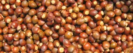 红豆杉种子酿酒的功能和作用