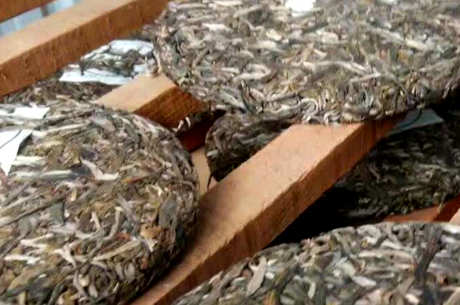 梅子青古树茶的特点