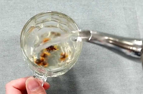 胎菊枸杞茶能天天喝吗？