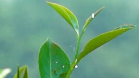 水仙属于哪种茶？
