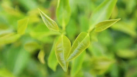 白茶中的白露茶是什么？