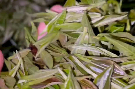 白茶中的白露茶是什么？