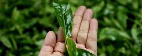 猫耳朵茶的特点