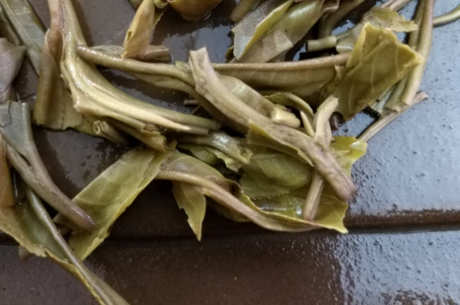 易武天门山古树茶的特点