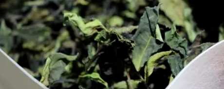 玉贡茶园生茶的特点