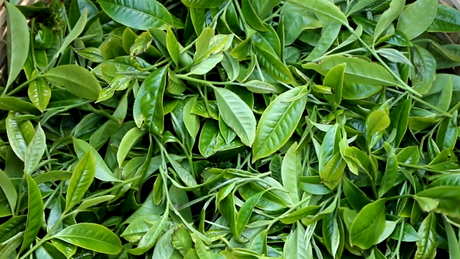 普洱茶和红茶有什么区别？