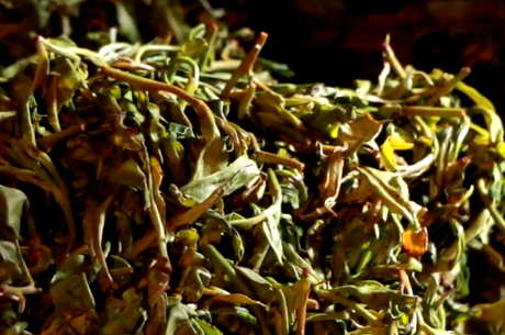 普洱茶和红茶有什么区别？