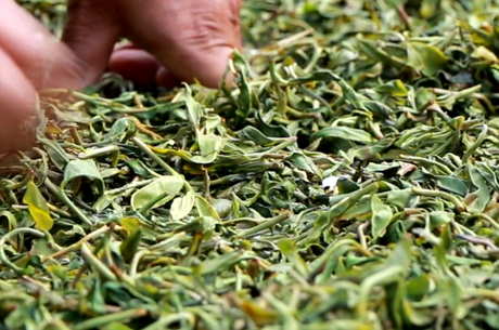 普洱茶和红茶有什么区别？
