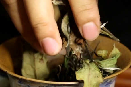什么是月光白茶？