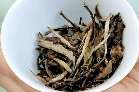 月光白属于白茶还是普洱茶