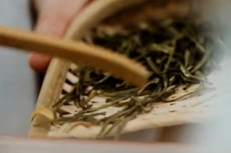 易武茶区最著名的山头是什么？