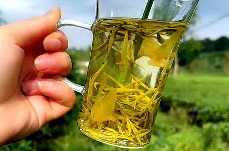 生产普洱黄茶的过程