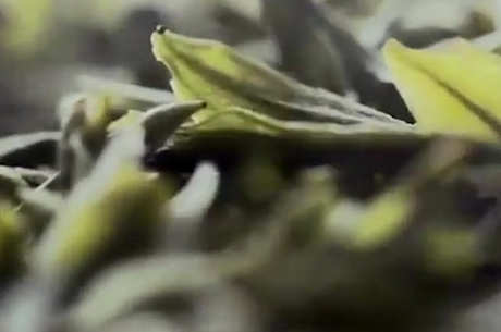生产普洱黄茶的过程