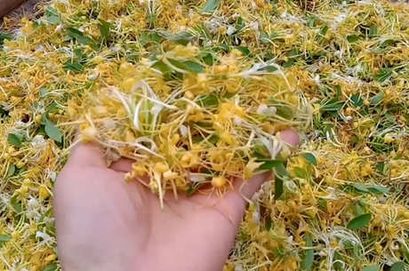 金银花茶有什么作用？