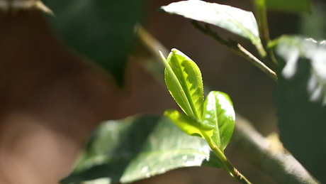 六大普洱茶产区和六大茶山