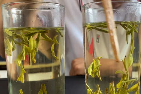 龙井茶属于什么品种？