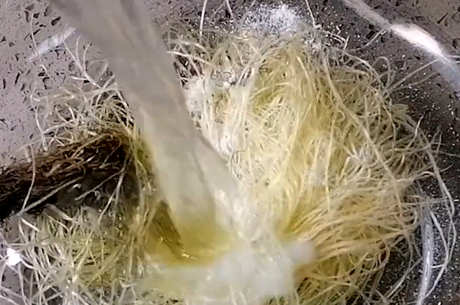 玉米须茶的功效和作用以及禁忌