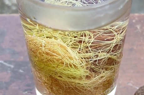 玉米须茶的功效和作用以及禁忌