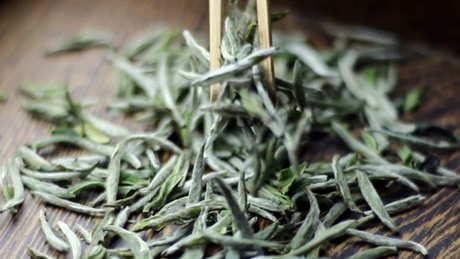什么季节适合喝白茶？