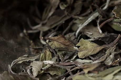 什么季节适合喝白茶？