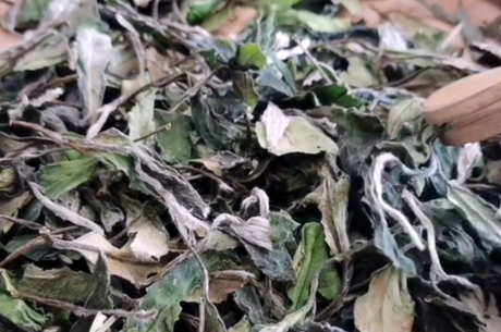 什么季节适合喝白茶？