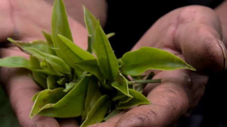 薄荷塘普洱茶的特点