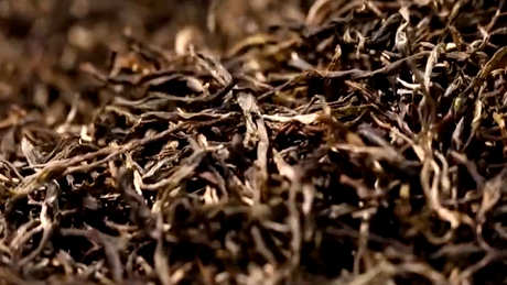 刮风寨古树茶的特点