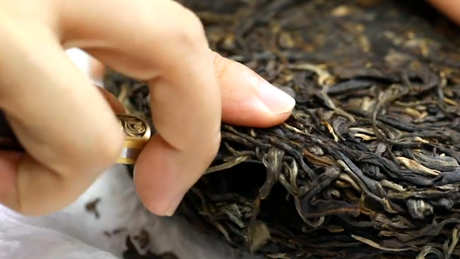 白莺山古树茶的特点