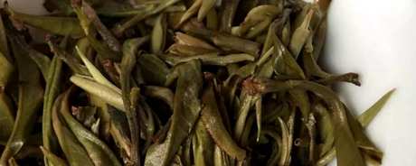 茶王树古树茶的特点