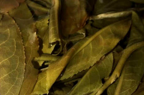 地界茶的特点