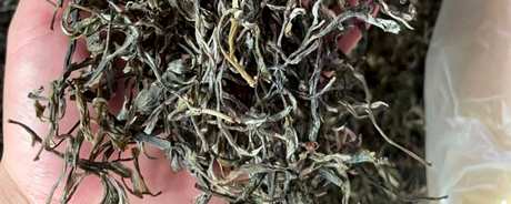 曼松古树茶的特点