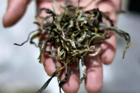 南等古树普洱茶的口味特点