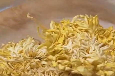 五类人不能喝菊花茶