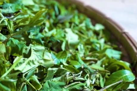 什么茶属于月光白？