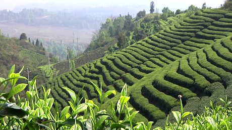 茉莉花茶属于什么茶？