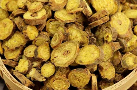 长期喝黄芩茶有什么作用？