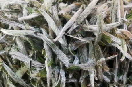 福鼎白茶属于绿茶还是红茶
