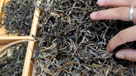 第二天能喝一夜普洱茶吗？