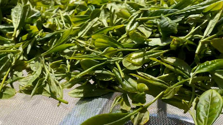 白牡丹茶属于什么茶？
