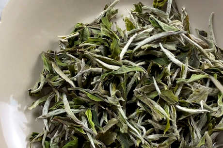 白牡丹茶属于什么茶？