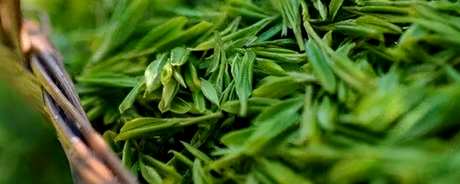 春茶秋茶的特点是什么？