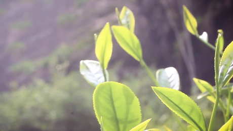 牛栏坑肉桂属于什么茶？