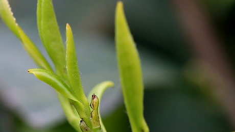 兰妃茶属于什么茶？